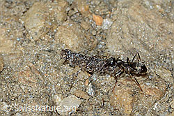 Formica lemani (Waldameise) und Sackträger (C222542)