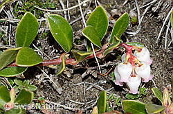 Foto: Immergrüne Bärentraube (Arctostaphylos uva-ursi)