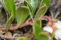 Immergrüne Bärentraube (Arctostaphylos uva-ursi) (21.05.2022, C222545)