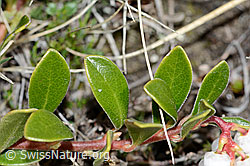 C222546: Immergrüne Bärentraube (Arctostaphylos uva-ursi)