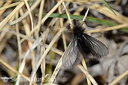 Fächerfühler-Sackträger (Ptilocephala plumifera) (21.05.2022, C222547)