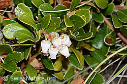 Immergrüne Bärentraube (Arctostaphylos uva-ursi) (21.05.2022, C222549)