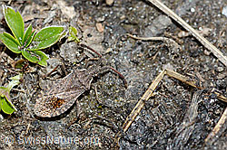 Coriomeris denticulatus (Randwanze) (21.05.2022, C222565)
