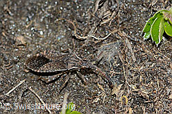 Coriomeris denticulatus (Randwanze) (21.05.2022, C222566)
