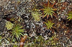 Formica lemani (Waldameise) (C222570)