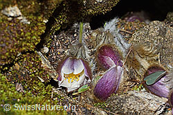 Frühlings-Anemonen (Pulsatilla vernalis) (C222582)