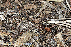 Grosse Kerbameise (Formica exsecta) (C222587)