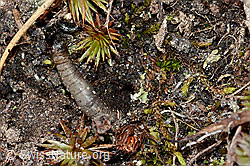 Weissfleckiger Kommafalter Raupe (Hesperia comma) (C222592)