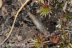 Weissfleckiger Kommafalter Raupe (Hesperia comma) (C222593)