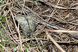 Metaxmeste phrygialis (Rüsselzünsler) (C222608)