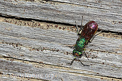 Chrysura hirsuta (Goldwespe, nähere Umgebung) (21.05.2022, C222618)