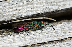 Chrysura hirsuta (Goldwespe, nähere Umgebung) (21.05.2022, C222625)