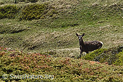 Rothirsch (Cervus elaphus) (C222641)
