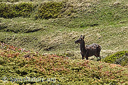 C222642: Rothirsch (Cervus elaphus)