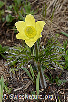 Schwefel-Anemone (Pulsatilla alpina ssp. apiifolia) (21.05.2022, C222645)