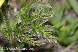 Schwefel-Anemone (Pulsatilla alpina ssp. apiifolia) (C222647)
