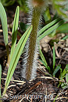 Schwefel-Anemone (Pulsatilla alpina ssp. apiifolia) (C222648)