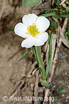 Pyrenäen-Hahnenfuss (Ranunculus kuepferi) (C222662)
