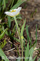 Pyrenäen-Hahnenfuss (Ranunculus kuepferi) (C222664)
