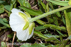 Pyrenäen-Hahnenfuss (Ranunculus kuepferi) (C222665)