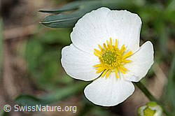Pyrenäen-Hahnenfuss (Ranunculus kuepferi) (C222666)