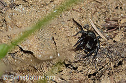 Gebänderte Bodenspringspinne (Phlegra fasciata) (C222677)