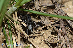 Gebänderte Bodenspringspinne (Phlegra fasciata) (C222684)