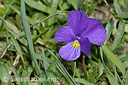 C222686: Langsporniges Stiefmütterchen (Viola calcarata)