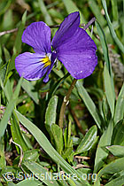C222687: Langsporniges Stiefmütterchen (Viola calcarata)