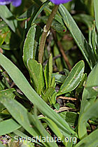 C222688: Langsporniges Stiefmütterchen (Viola calcarata)