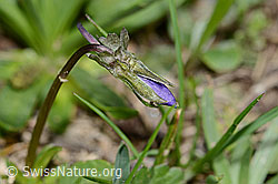C222689: Langsporniges Stiefmütterchen (Viola calcarata)