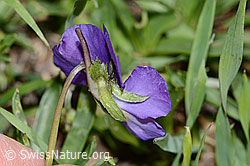 C222690: Langsporniges Stiefmütterchen (Viola calcarata)