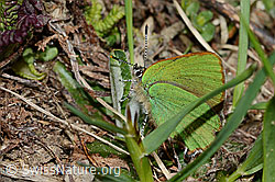 Brombeer-Zipfelfalter (Callophrys rubi) (C222692)