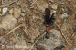 Foto: Starkbeborstete Gebirgswaldameise (Formica lugubris) und Schmetterling