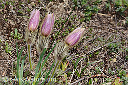Frühlings-Anemonen (Pulsatilla vernalis) (21.05.2022, C222709)