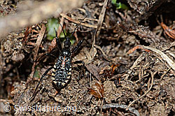 Mediterrane Mordwanze (Rhynocoris erythropus) (C222742)