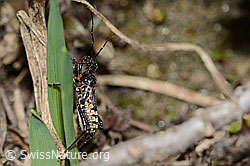 Mediterrane Mordwanze (Rhynocoris erythropus) (C222745)