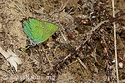 Brombeer-Zipfelfalter (Callophrys rubi) (C222751)
