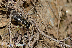 Gänsedistel-Erzschwebfliege (Cheilosia caerulescens) (C222756)