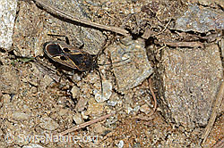 Foto: Rhyparochromus pini (Wanze)