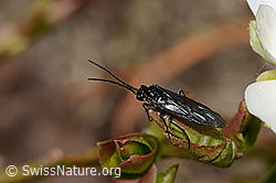 Schwarze Getreideblattwespe (Dolerus nitens) (21.05.2022, C222785)