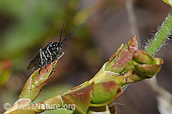 Schwarze Getreideblattwespe (Dolerus nitens) (C222790)