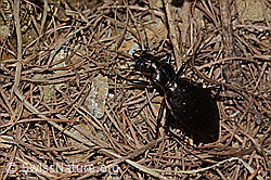 Schluchtwald-Laufkäfer (Carabus irregularis) (C222802)