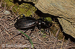 Schluchtwald-Laufkäfer (Carabus irregularis) (C222812)
