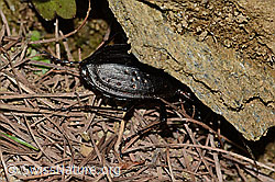 Schluchtwald-Laufkäfer (Carabus irregularis) (C222814)