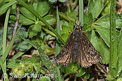 Dunkler Dickkopffalter (Erynnis tages) (C222815)