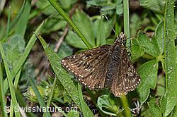 Dunkler Dickkopffalter (Erynnis tages) (C222816)