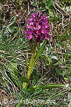 Holunder-Knabenkraut (Dactylorhiza sambucina) (C222839) Holunder-Knabenkraut (Dactylorhiza sambucina) (C222839)