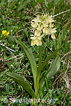 Holunder-Knabenkraut (Dactylorhiza sambucina) (C222840) Holunder-Knabenkraut (Dactylorhiza sambucina) (C222840)