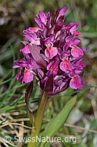 Holunder-Knabenkraut (Dactylorhiza sambucina) (C222841) Holunder-Knabenkraut (Dactylorhiza sambucina) (C222841)